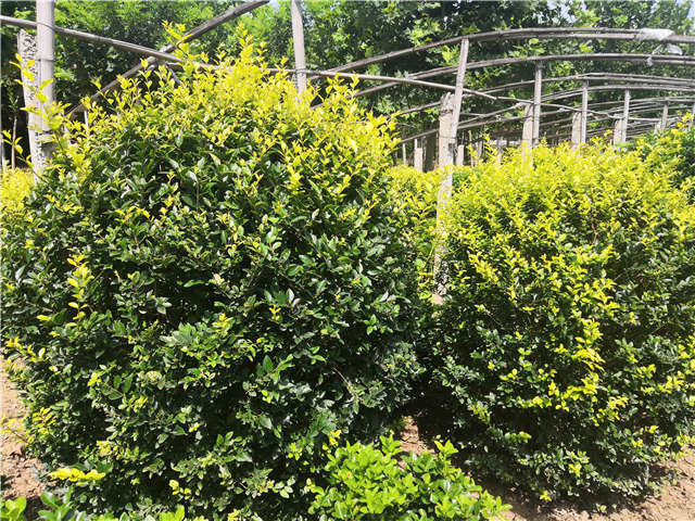 沭阳长景园林金叶女贞球种植基地实拍图片 沭阳长景园林金叶女贞球种植基地实拍图片