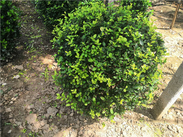 沭阳长景园林金叶女贞球种植基地实拍图片 沭阳长景园林金叶女贞球种植基地实拍图片