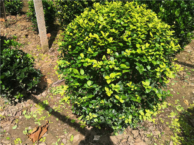 沭阳长景园林金叶女贞球种植基地实拍图片 沭阳长景园林金叶女贞球种植基地实拍图片