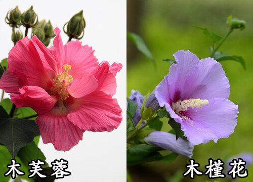 扶桑花与木槿花的区别图片