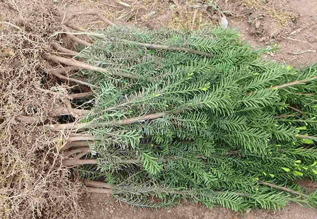 红豆杉亩产量多少?一亩红豆杉的经济效益 红豆杉亩产量多少?一亩红豆杉的经济效益
