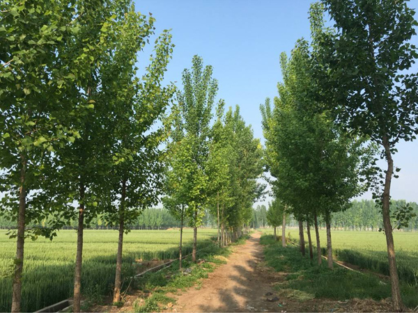 杨树基地实拍 杨树基地实拍