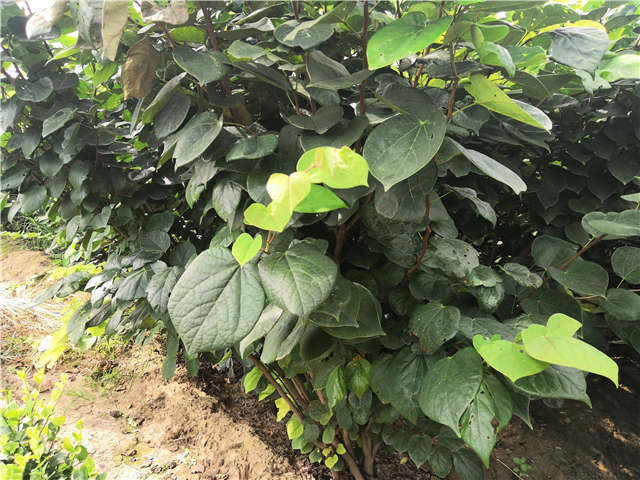 沭阳长景园林紫荆种植基地实拍图片 沭阳长景园林紫荆种植基地实拍图片