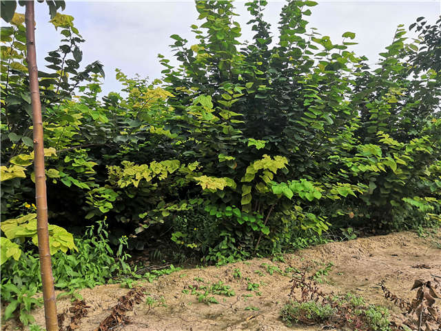 沭阳长景园林紫荆种植基地实拍图片 沭阳长景园林紫荆种植基地实拍图片