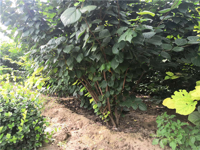 沭阳长景园林紫荆种植基地实拍图片 沭阳长景园林紫荆种植基地实拍图片
