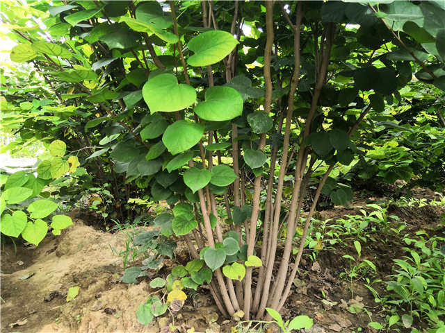 沭阳长景园林紫荆种植基地实拍图片 沭阳长景园林紫荆种植基地实拍图片
