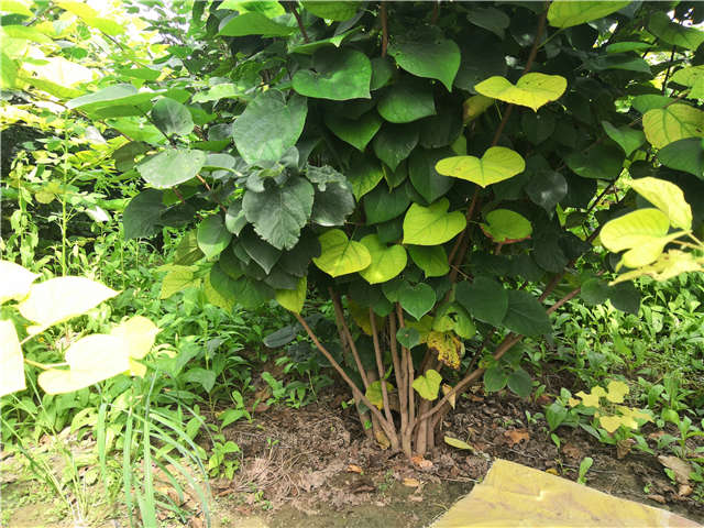 沭阳长景园林紫荆种植基地实拍图片 沭阳长景园林紫荆种植基地实拍图片