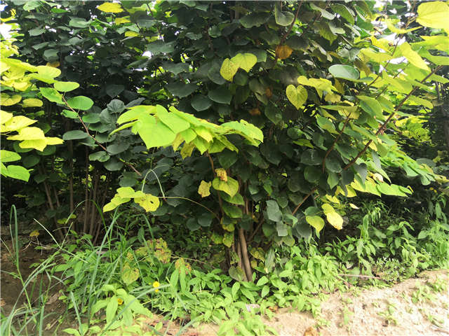 沭阳长景园林紫荆种植基地实拍图片 沭阳长景园林紫荆种植基地实拍图片