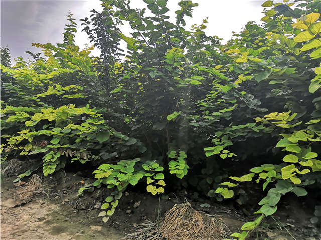 沭阳长景园林紫荆种植基地实拍图片 沭阳长景园林紫荆种植基地实拍图片