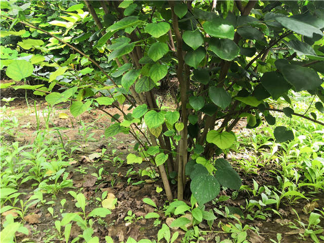 沭阳长景园林紫荆种植基地实拍图片 沭阳长景园林紫荆种植基地实拍图片