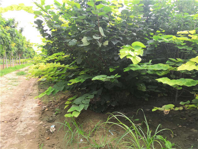 沭阳长景园林紫荆种植基地实拍图片 沭阳长景园林紫荆种植基地实拍图片
