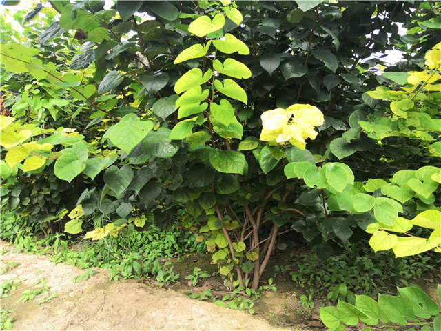 沭阳长景园林紫荆种植基地实拍图片 沭阳长景园林紫荆种植基地实拍图片