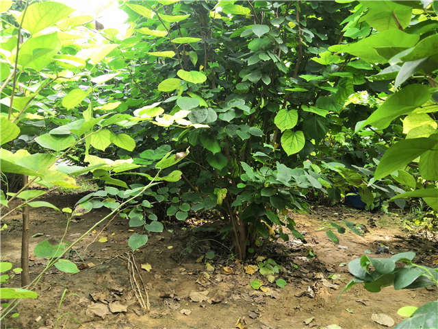 沭阳长景园林紫荆种植基地实拍图片 沭阳长景园林紫荆种植基地实拍图片