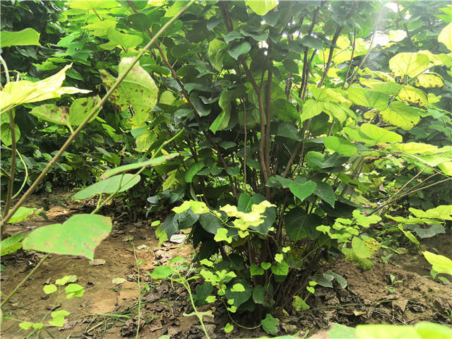 沭阳长景园林紫荆种植基地实拍图片 沭阳长景园林紫荆种植基地实拍图片