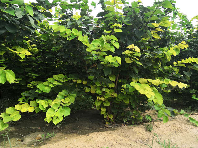 沭阳长景园林紫荆种植基地实拍图片 沭阳长景园林紫荆种植基地实拍图片