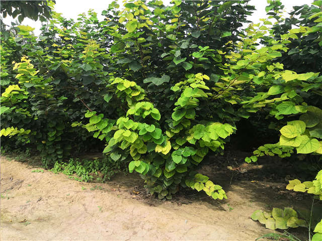沭阳长景园林紫荆种植基地实拍图片 沭阳长景园林紫荆种植基地实拍图片