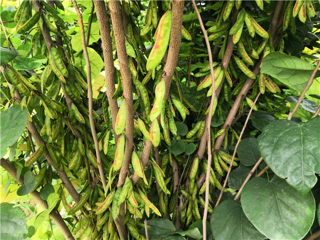 沭阳长景园林紫荆种植基地实拍图片 沭阳长景园林紫荆种植基地实拍图片