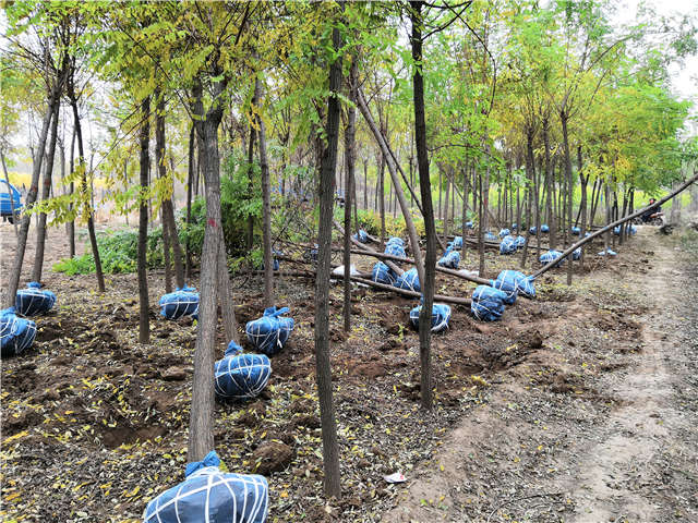 沭阳长景园林刺槐种植基地实拍图片 沭阳长景园林刺槐种植基地实拍图片