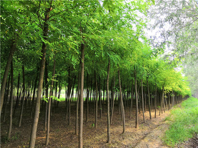 沭阳长景园林刺槐种植基地实拍图片 沭阳长景园林刺槐种植基地实拍图片