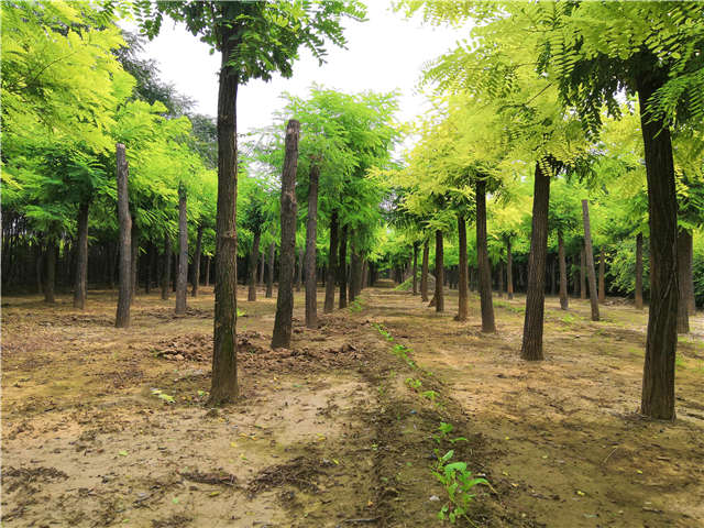 沭阳长景园林刺槐种植基地实拍图片 沭阳长景园林刺槐种植基地实拍图片