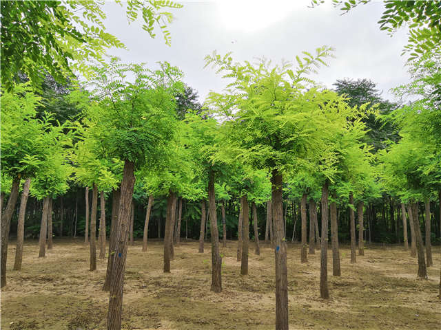 沭阳长景园林刺槐种植基地实拍图片 沭阳长景园林刺槐种植基地实拍图片