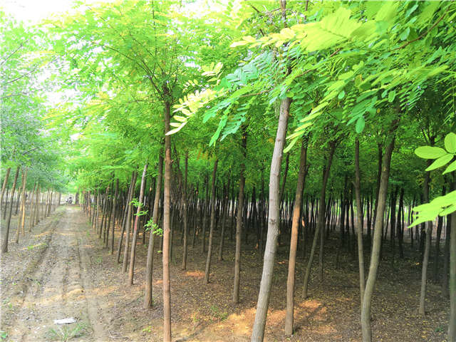 沭阳长景园林刺槐种植基地实拍图片 沭阳长景园林刺槐种植基地实拍图片