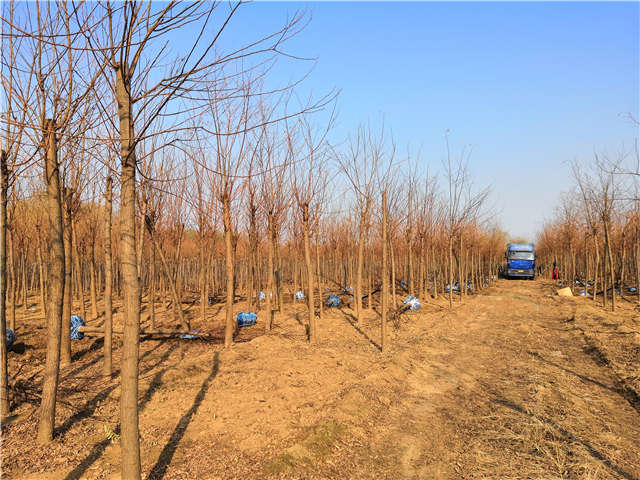 沭阳长景园林刺槐种植基地实拍图片 沭阳长景园林刺槐种植基地实拍图片