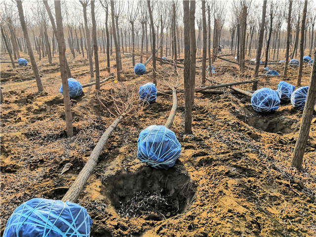 沭阳长景园林刺槐种植基地实拍图片 沭阳长景园林刺槐种植基地实拍图片