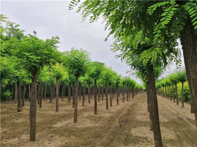 沭阳长景园林刺槐种植基地实拍图片 沭阳长景园林刺槐种植基地实拍图片