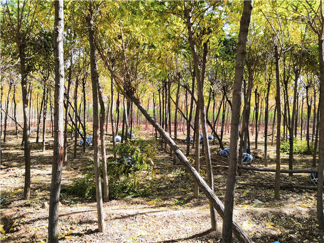 沭阳长景园林刺槐种植基地实拍图片 沭阳长景园林刺槐种植基地实拍图片