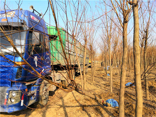 沭阳长景园林刺槐种植基地实拍图片 沭阳长景园林刺槐种植基地实拍图片