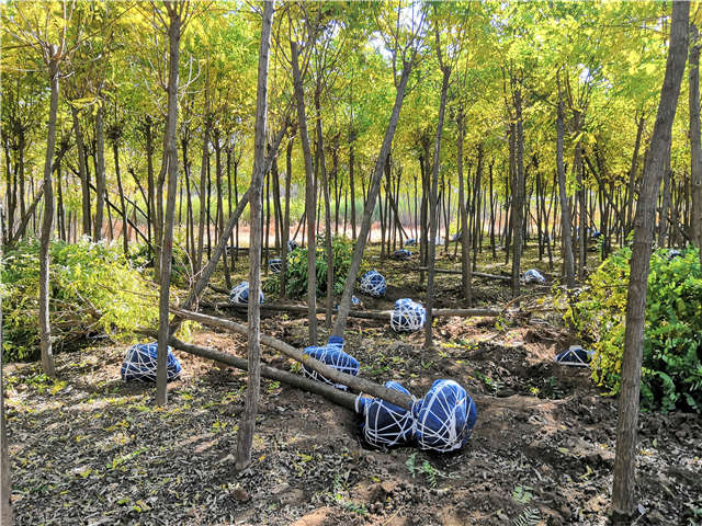 沭阳长景园林刺槐种植基地实拍图片 沭阳长景园林刺槐种植基地实拍图片