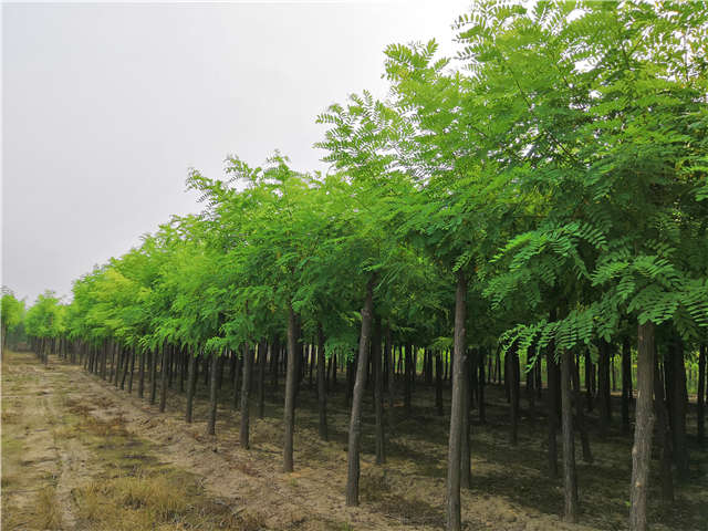 沭阳长景园林刺槐种植基地实拍图片 沭阳长景园林刺槐种植基地实拍图片