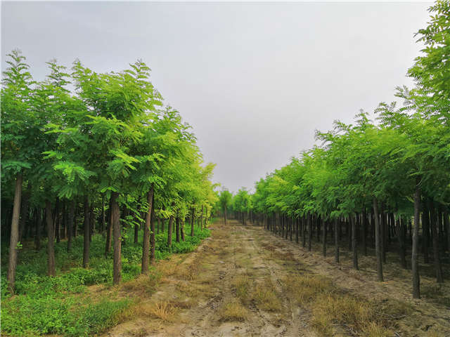 沭阳长景园林刺槐种植基地实拍图片 沭阳长景园林刺槐种植基地实拍图片