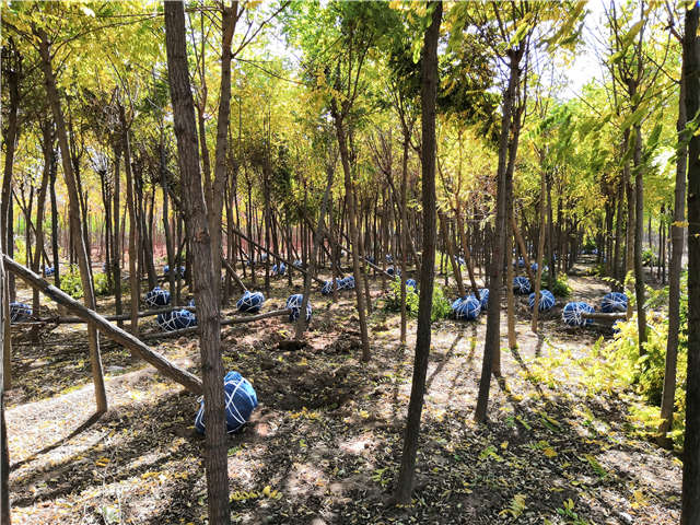 沭阳长景园林刺槐种植基地实拍图片