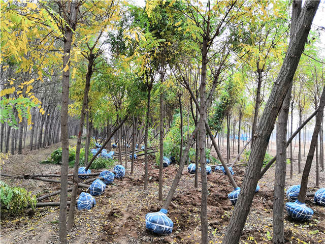 沭阳长景园林刺槐种植基地实拍图片 沭阳长景园林刺槐种植基地实拍图片