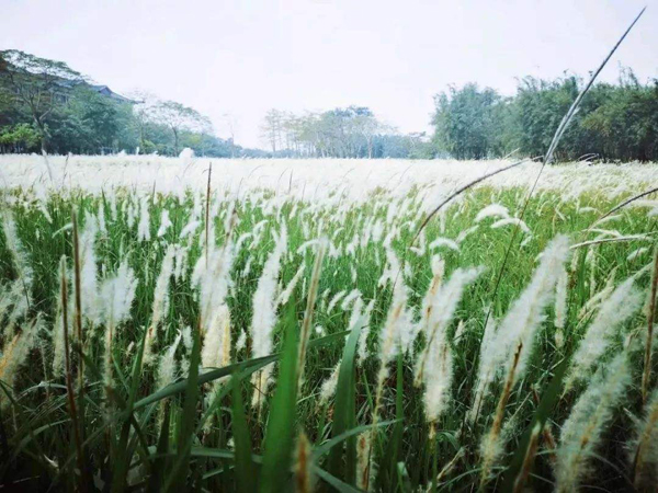 茅草 茅草