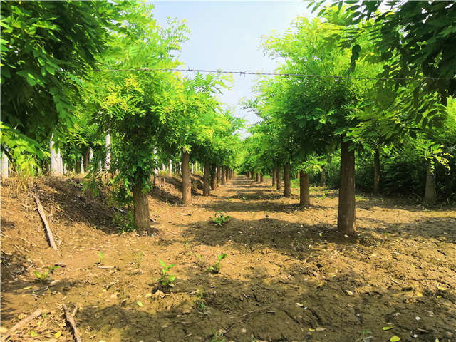 沭阳长景园林矮接金枝槐种植基地实拍图片 沭阳长景园林矮接金枝槐种植基地实拍图片