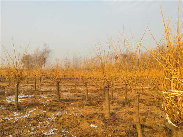 沭阳长景园林矮接金枝槐种植基地实拍图片 沭阳长景园林矮接金枝槐种植基地实拍图片