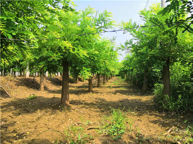 沭阳长景园林矮接金枝槐种植基地实拍图片 沭阳长景园林矮接金枝槐种植基地实拍图片
