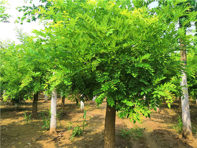 沭阳长景园林矮接金枝槐种植基地实拍图片 沭阳长景园林矮接金枝槐种植基地实拍图片
