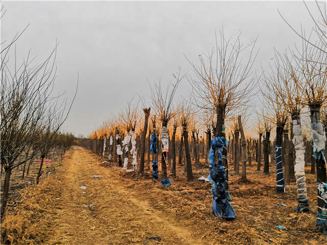 高接金枝槐照片种植基地实拍 高接金枝槐照片种植基地实拍