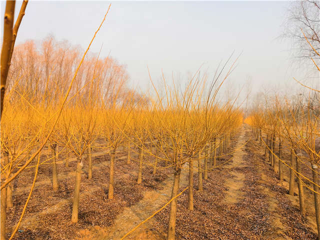 矮接金枝槐照片种植基地实拍 矮接金枝槐照片种植基地实拍