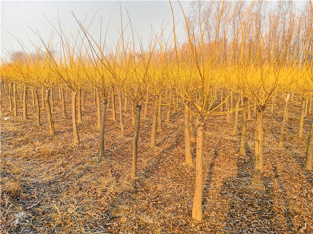 矮接金枝槐照片种植基地实拍 矮接金枝槐照片种植基地实拍