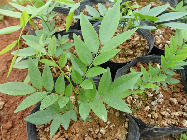 黄花梨 黄花梨
