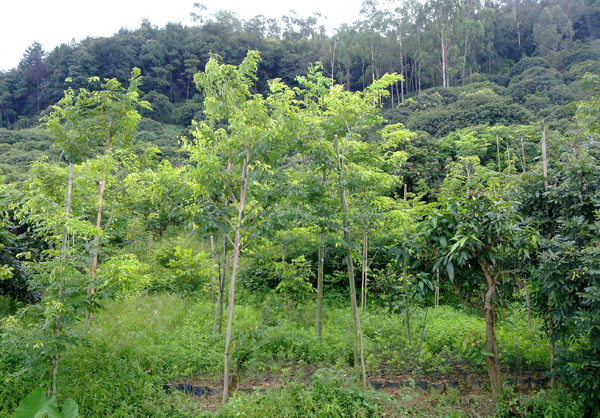 黄花梨 黄花梨
