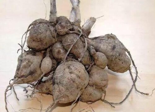 马蹄莲根系特点