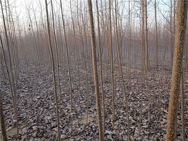 速生杨种植基地实拍 速生杨种植基地实拍