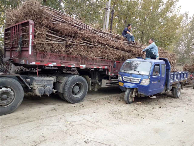 速生杨装车现场 速生杨装车现场