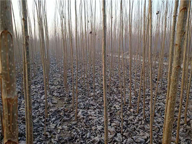 速生杨种植基地实拍 速生杨种植基地实拍